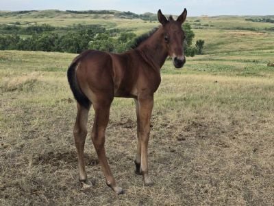 Special Bartender JW <BR>AQHA PENDING